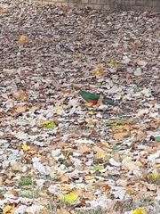 Alisterus scapularis