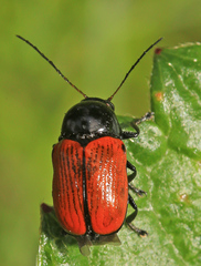 Cryptocephalus bipunctatus