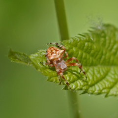 Araneus