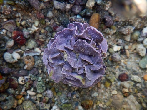 Representative image of Lithophyllum dentatum