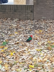 Alisterus scapularis