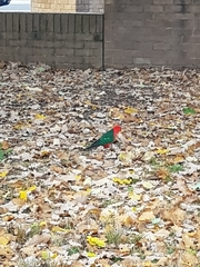 Alisterus scapularis