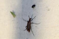 Pyrota tenuicostatis