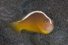 Amphiprion sandaracinos