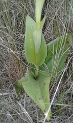 Satyrium macrophyllum
