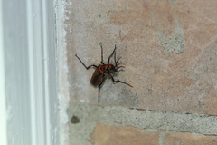 Pyrota tenuicostatis