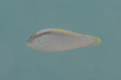 Halichoeres scapularis