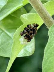 Palomena prasina