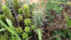 Euphorbia ferox