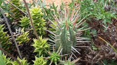 Euphorbia ferox