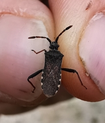 Loxocnemis dentator