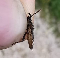 Loxocnemis dentator