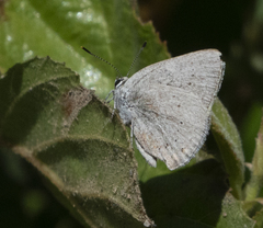 Satyrium sylvinus dryope