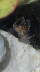 Plusiinae