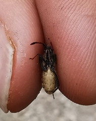 Loxocnemis dentator