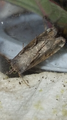 Plusiinae
