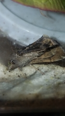 Plusiinae