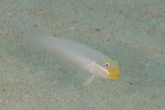 Valenciennea strigata