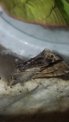 Plusiinae