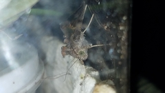 Plusiinae