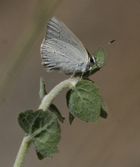 Satyrium sylvinus dryope
