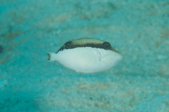 Sufflamen chrysopterum