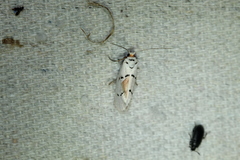 Enaemia atrolinea