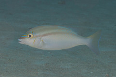 Bald-Spot Monocle Bream photo 4
