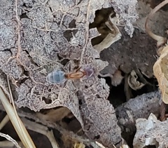 Liometopum occidentale