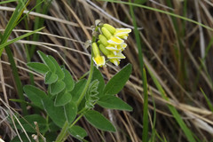 Astragalus umbellatus