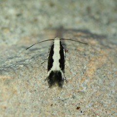 Aroga camptogramma