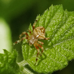 Araneus