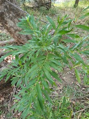 Kraussia floribunda