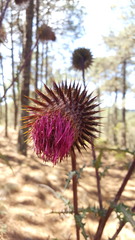 Cirsium oaxacanum