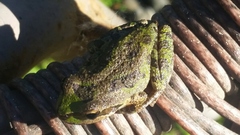 Pseudacris sierra
