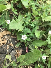 Geranium sibiricum