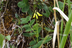 Astragalus umbellatus