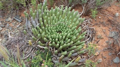 Euphorbia esculenta