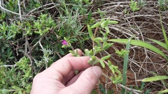 Trichodiadema rogersiae