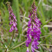 Alpine Sweet-Vetch - Photo (c) Donna Pomeroy, some rights reserved (CC BY-NC), uploaded by Donna Pomeroy