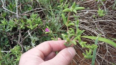 Trichodiadema rogersiae