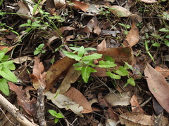 Teucrium argutum
