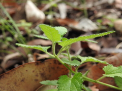 Teucrium argutum