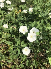 Convolvulus arvensis