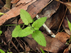 Teucrium argutum