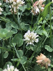 Trifolium repens