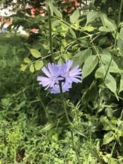 Cichorium intybus