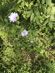 Cichorium intybus