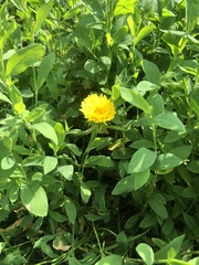 Taraxacum officinale