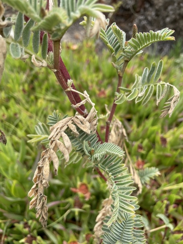 Image of Astragalus pycnostachyus by no rights reserved